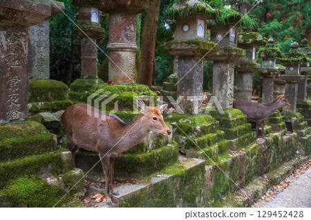 sika deers at lanterns beg for food at Kasugataisha Shrine, Nara 129452428