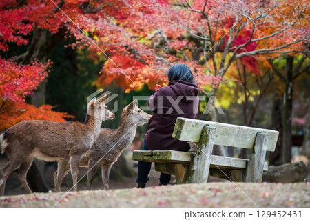 woman refuse to feed biscuit food to deers in Nara park at fall, Japan 129452431