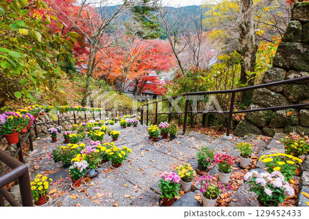 Colorful flowers decor on steps of Hasedera temple in autumn, Nara 129452433