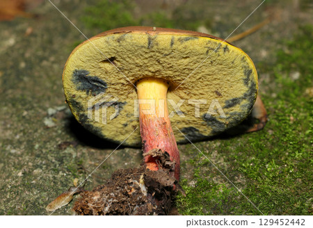 Orange-yellow pores and stems of Miyamirogawa mushroom (outdoor field fungi & mushroom macro photography) Orange-yellow pores and stems of Miyamirogawa mushroom (outdoor field fungi & mushroom macro photography) 129452442