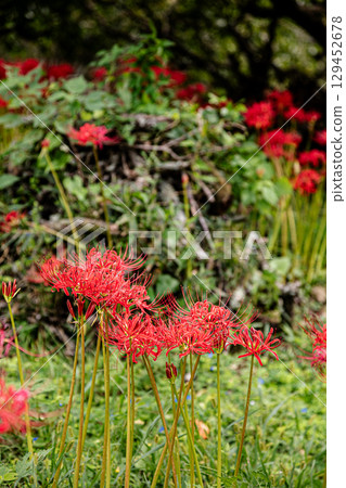 Whether you look at it from afar or up close, this red flower stands out from any angle. 129452678