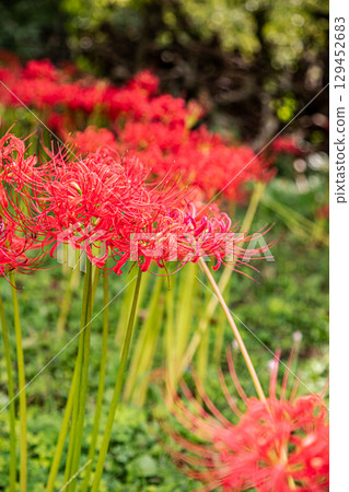 Whether you look at it from afar or up close, this red flower stands out from any angle. Whether you look at it from afar or up close, this red flower stands out from any angle. 129452683