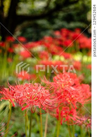 無論遠看或近看，這朵紅色的花從任何角度看都很突出。 129452684