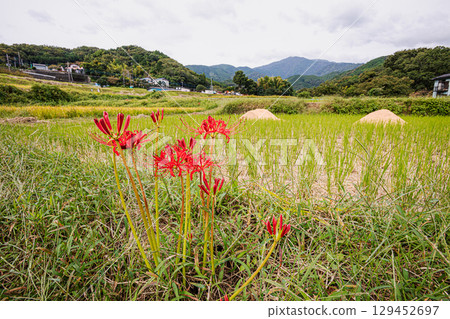 Whether you look at it from afar or up close, this red flower stands out from any angle. 129452697