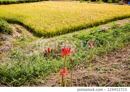 Whether you look at it from afar or up close, this red flower stands out from any angle. Whether you look at it from afar or up close, this red flower stands out from any angle. 129452723