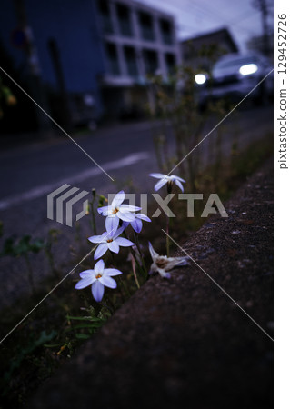 路上開滿了白花 129452726