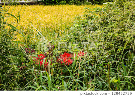 Whether you look at it from afar or up close, this red flower stands out from any angle. Whether you look at it from afar or up close, this red flower stands out from any angle. 129452739