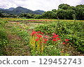 Whether you look at it from afar or up close, this red flower stands out from any angle. 129452743