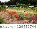 Whether you look at it from afar or up close, this red flower stands out from any angle. 129452744