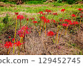 Whether you look at it from afar or up close, this red flower stands out from any angle. 129452745