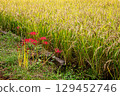 Whether you look at it from afar or up close, this red flower stands out from any angle. 129452746