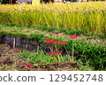 Whether you look at it from afar or up close, this red flower stands out from any angle. 129452748
