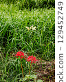 Whether you look at it from afar or up close, this red flower stands out from any angle. 129452749