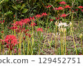 Whether you look at it from afar or up close, this red flower stands out from any angle. 129452751