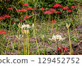Whether you look at it from afar or up close, this red flower stands out from any angle. 129452752