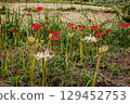 Whether you look at it from afar or up close, this red flower stands out from any angle. 129452753
