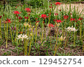 Whether you look at it from afar or up close, this red flower stands out from any angle. 129452754