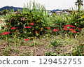 Whether you look at it from afar or up close, this red flower stands out from any angle. 129452755