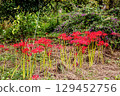 Whether you look at it from afar or up close, this red flower stands out from any angle. 129452756