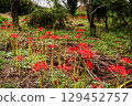 Whether you look at it from afar or up close, this red flower stands out from any angle. 129452757
