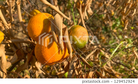 A mandarin orange tree withered by pest damage A mandarin orange tree withered by pest damage 129452924