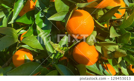 Kyushu's mandarin orange fields where delicious mandarins grow 129453013