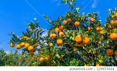 Kyushu's mandarin orange fields where delicious mandarins grow Kyushu's mandarin orange fields where delicious mandarins grow 129453024
