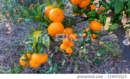 Kyushu's mandarin orange fields where delicious mandarins grow 129453025