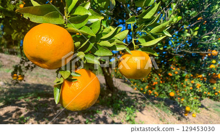 九州的柑橘田,生長著美味的柑橘 九州的柑橘田,生長著美味的柑橘 129453030