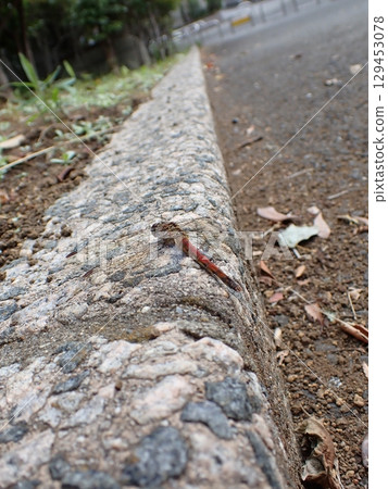 Autumn darter mature 129453078