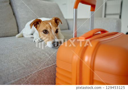 Small dog lying on couch near orange suitcase 129453125