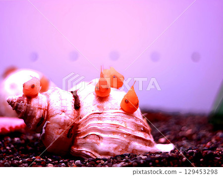 Shellfish and balloonfish 129453298