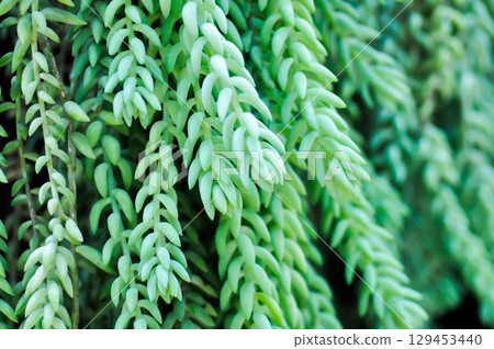 Sedum morganianum, Crassulaceae or Sedum or succulents Sedum morganianum, Crassulaceae or Sedum or succulents 129453440