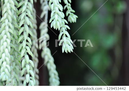Sedum morganianum, Crassulaceae or Sedum or succulents 129453442