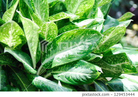 Aglaonema sp,Udomsap,Chinese Evergreen, ARACEAE or Aglaonema 129453444