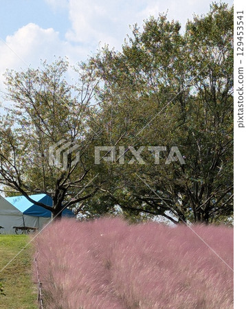 mullenbergia capillaris 129453541