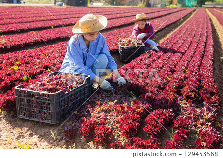 Female farm worker gathering harvest of organic red lettuce 129453568