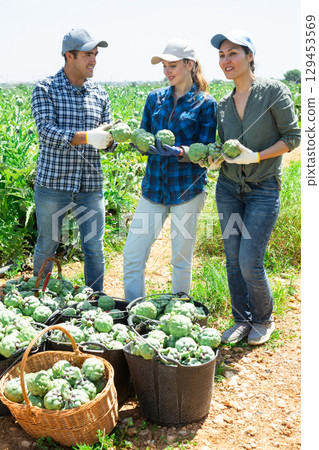 Three farmers are happy with harvested artichoke crop 129453569