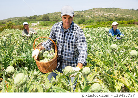 Man gathering artichokes while working on plantation 129453757