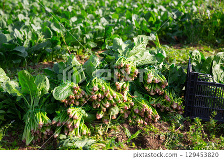Harvest of spinach in field in garden outdoor, no people 129453820