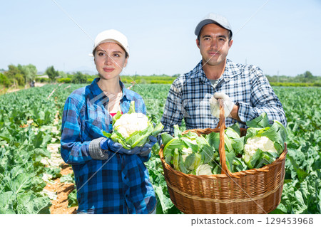 Happy man and woman holding cauliflower harvest basket together Happy man and woman holding cauliflower harvest basket together 129453968