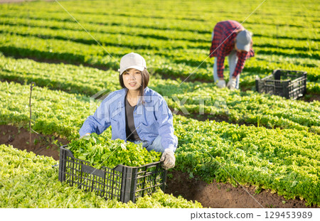 Smiling girl gardener harvesting lettuce on field 129453989