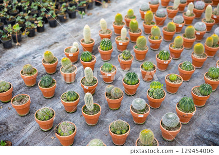 Rows of cacti growing in pots 129454006