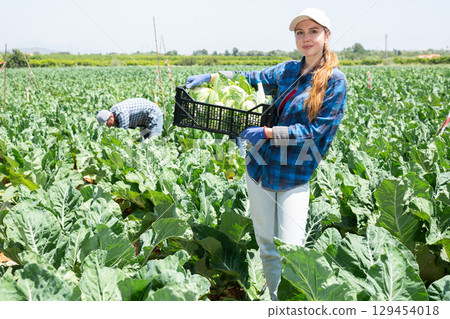 Female farmer with box of ripe cauliflower on plantation Female farmer with box of ripe cauliflower on plantation 129454018