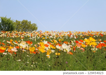 Beautiful poppy flowers 129454023