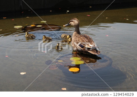 A family of ducks 129454029