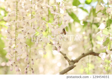 蜜蜂從紫藤花中吸取花蜜 129454031
