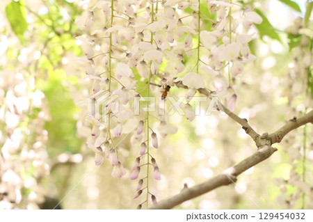 紫藤花的景觀 紫藤花的景觀 129454032