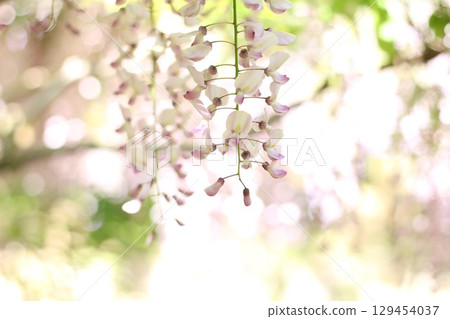 紫藤花和球散景 129454037