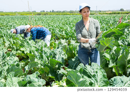 Female gardener harvesting fresh cauliflowers on plantation 129454039
